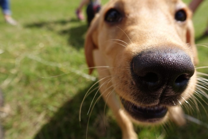 Dog Fun Day at Woolbeding parkland, West Sussex 31 July 2016