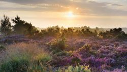 Our-Heathland