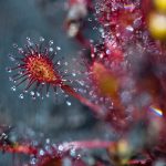 Sundew