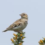 Woodlark