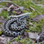 adder