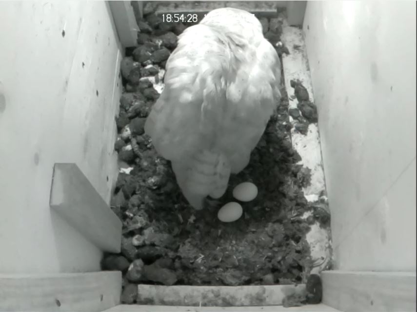 Barn Owl 2nd egg 2017