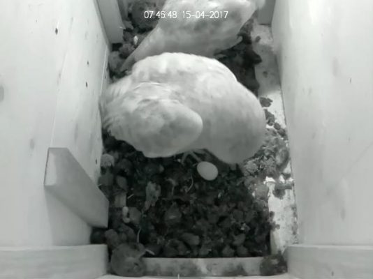 Barn Owl first egg 2017