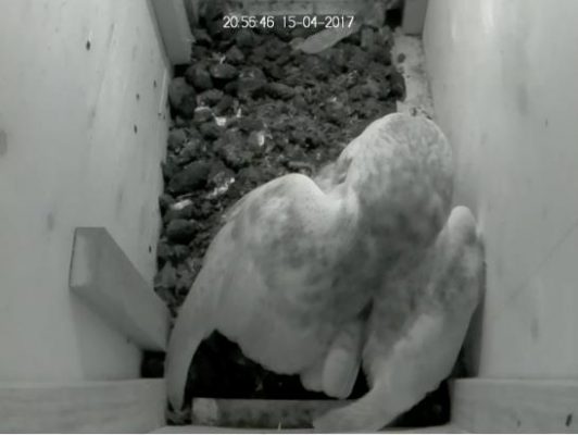 barn owl mating