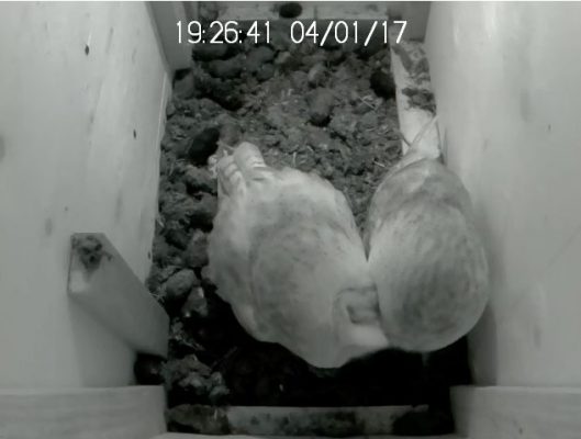 barn owl preening