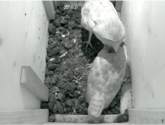 barn owl present food