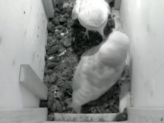 barn owl present food2