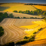 A late summer field of golden yellows with a tractor collecting the harvest grain