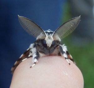 Black arches moth