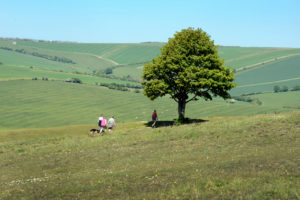 Two people and a dog walking past the tree on Cissbury Ring