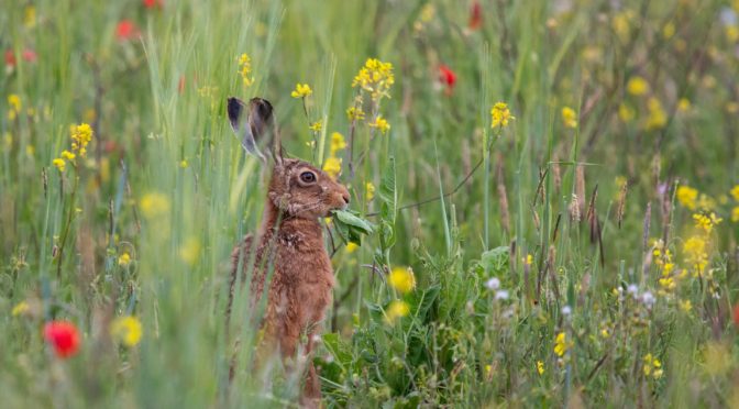 ReNature Resolutions for 2023