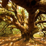 The gnarled branches of an old yew tree