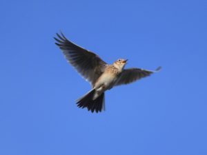 A skylark hovers in the blue sky