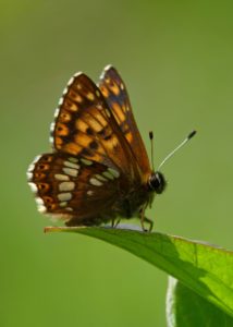 Duke of Burgundy Butterfly perched on a leaf