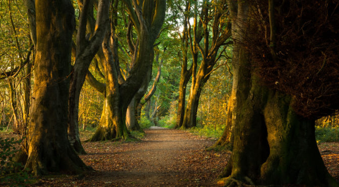 Experience the South Downs National Park virtually