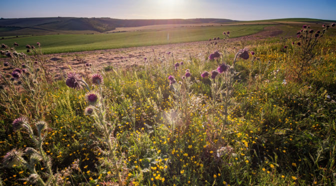 South Downs National Park introduces Biodiversity Net Gain, Nitrate and Phosphate Broker Service to help restore nature