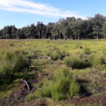 Blackmoor SSSI