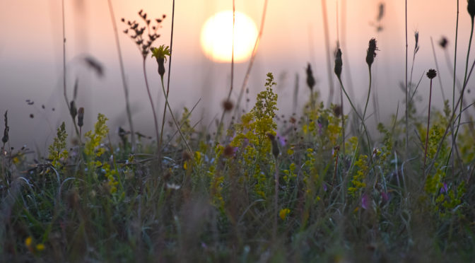 What do we mean by Net Zero and Nature-Based Solutions?