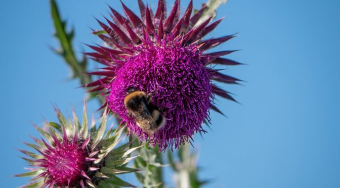South Downs National Park’s nature initiative reaches big milestone