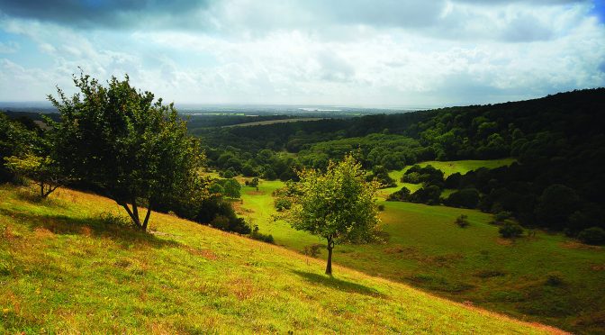 ReNature: Nature Recovery in the South Downs National Park