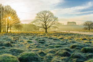 A landscape photo showing a frosty scene of Petworth Park with long-hanging winter sun permeating through the trees. In the distance is a small tree-lined mound. 