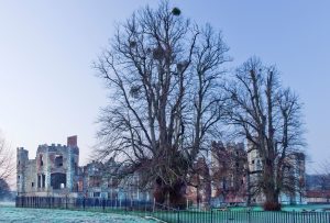 A tall tree without leaves in front of a castle ruins on a winter's morning