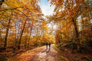 Two people walking through an Autumnal forest