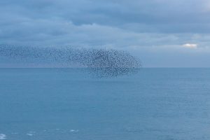 A flock of starlings forming a murmuration over the a blue ocean at dusk