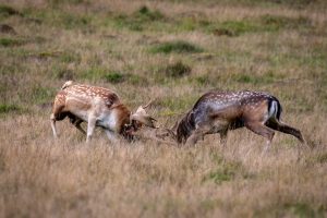 Two brown coloured fallow deer fighting as part of the annual deer rut