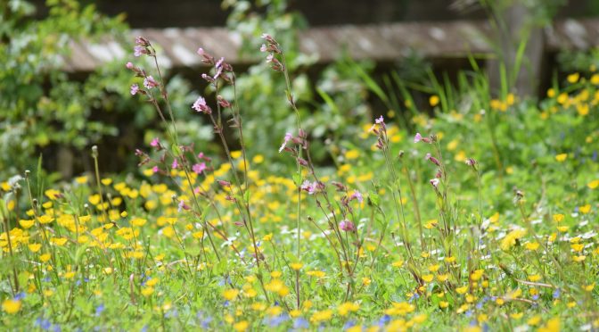 Nature Recovery Funding