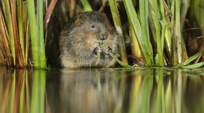 A water vole munches on a leaf by the river bank