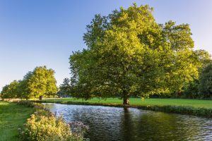 A calm, still river through the centre of the image with a line of leafy trees next to it