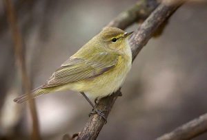 A common chiffchaff sitting in a tree.