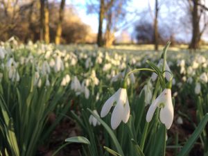 Snowdrop flowers in bloom on a forest floor.