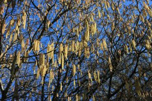 Catkins on a tree on a bright day