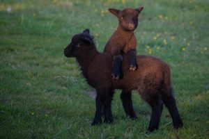 Two brown lambs playing together in a field.