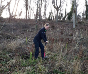 A female ranger in outdoor uniform is digging a hole in an open plantation, ready to plant a tree.