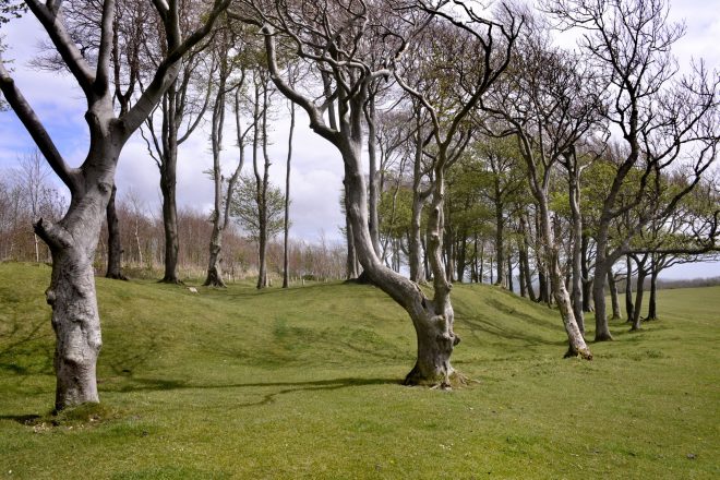 Chanctonbury Ring by John Manley