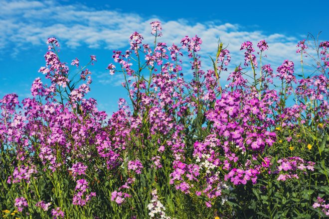 Photograph of Dame's Voilet wildlflower in the summer sunshine