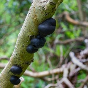 The fungus King Alfred's Cakes on the underside of a tree branch