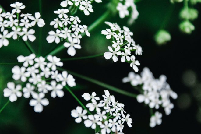 Picture of white cow parsley flowers