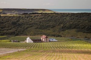 A vineyard in the South Downs, nestled in front of a woodland and chalk cliffs