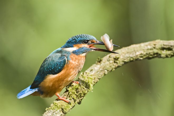 Kingfisher perched on a branch with its prey