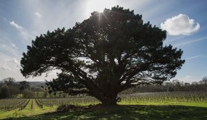 A tree in front of a vineyard in southern England