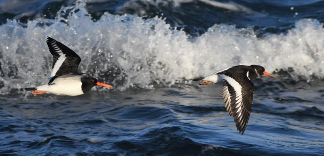 Oystercatcher birds flying over the sea