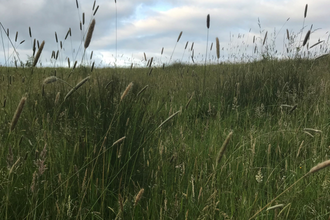 Grass swaying in the wind