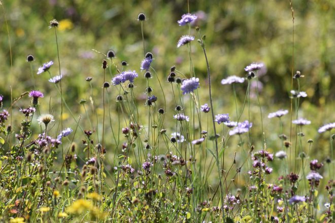 Purple wildflowers in the grass