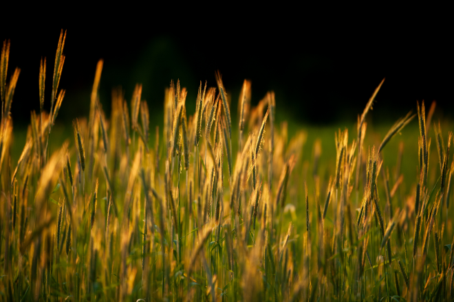 Rye glass flowing in the wind