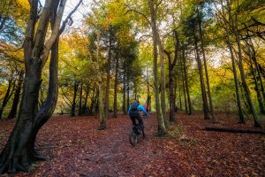 Cyclists going through a woodland