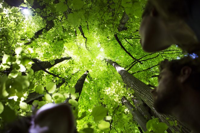 People staring at top of tree canopy